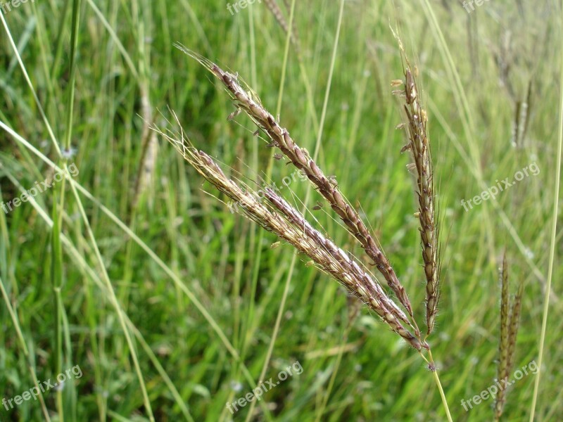 Grass Stem Green Zoom Foreground