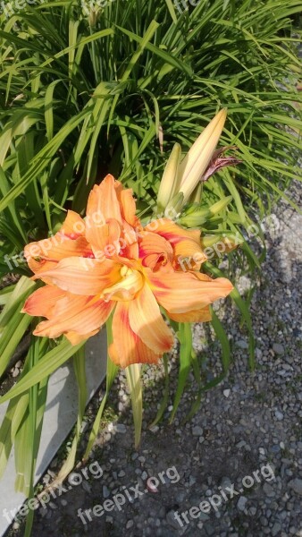 Flower Hemerocallis Summer Flowers Public Garden Summer