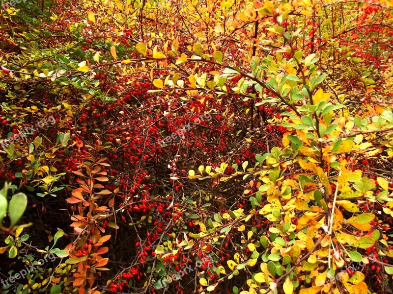 Nature Hip Plants Autumn Bush