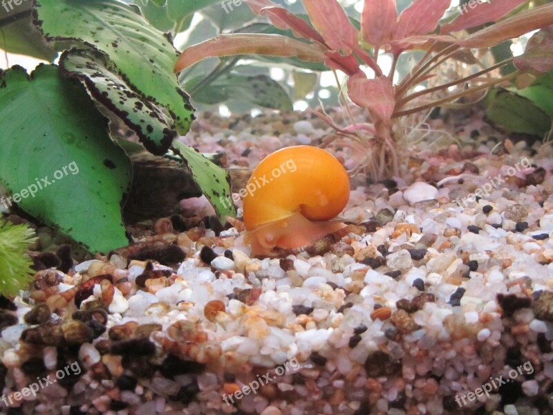 Aquarium Snail Plant Animals Close Up