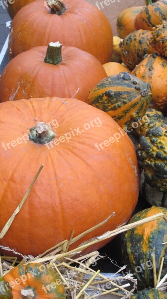 Thanksgiving Halloween Pumpkin Autumn Decoration Autumn