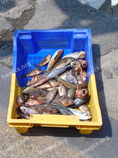 Fishing Fish Port Food Docks