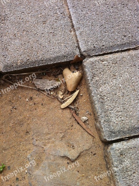 Leaf Heart Love Nature Brown Leaf