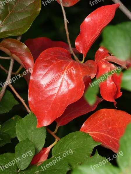 Red Leaves Green Leaves Rosewood Khaki Free Photos