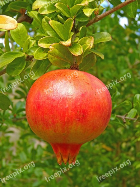 Granada Granado Magrana Fruit Autumn