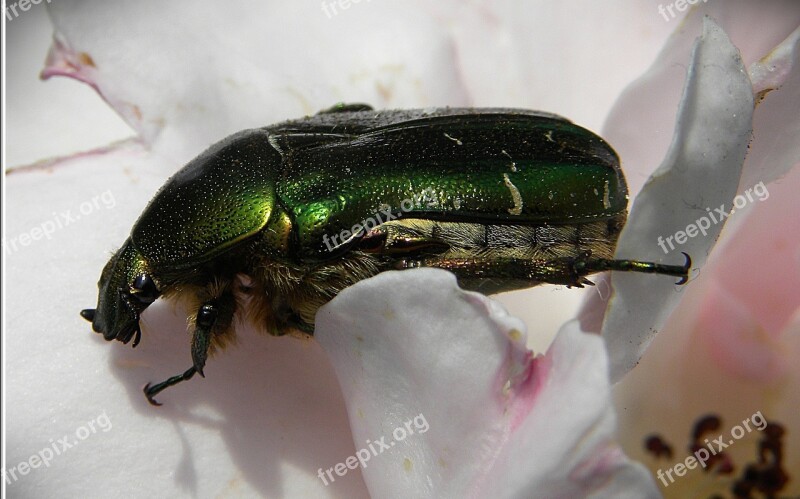 Rose Beetle Green Iridescent Macro Insect