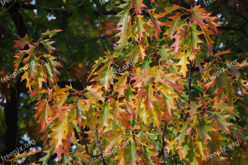 Fall Color Fall Foliage Foliage Maple Leaves Leaf Coloring