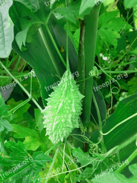 Vegetable Bitter Gourd Bitter Food Gourd