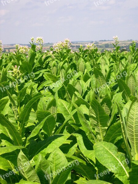 Tobacco Arable Farming Crop Poland Summer