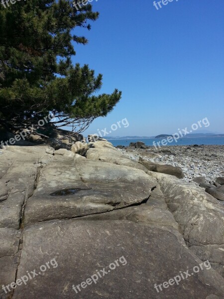 Sea Landscape Sky Wood Pine