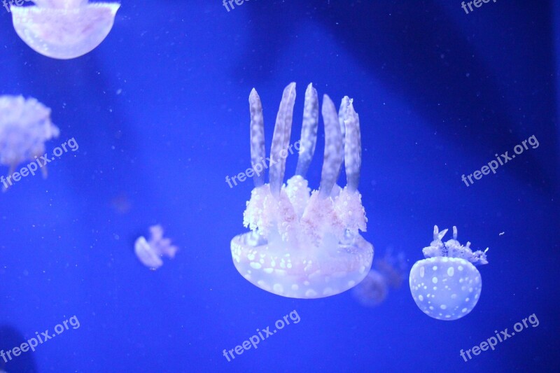 Jellyfish Aquarium Free Photos