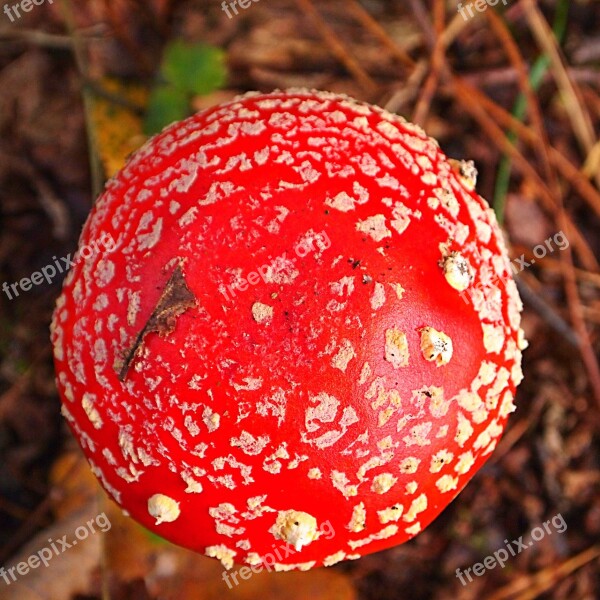 Mushroom Top View Red With White Dots Toxic Forest