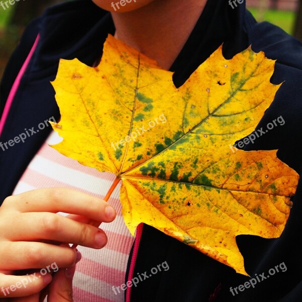 Autumn Tree Leaf Veins Yellow Nature Discolor