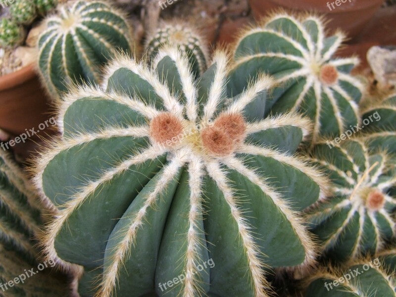 Cactus Succulent Plant Needles Thorns