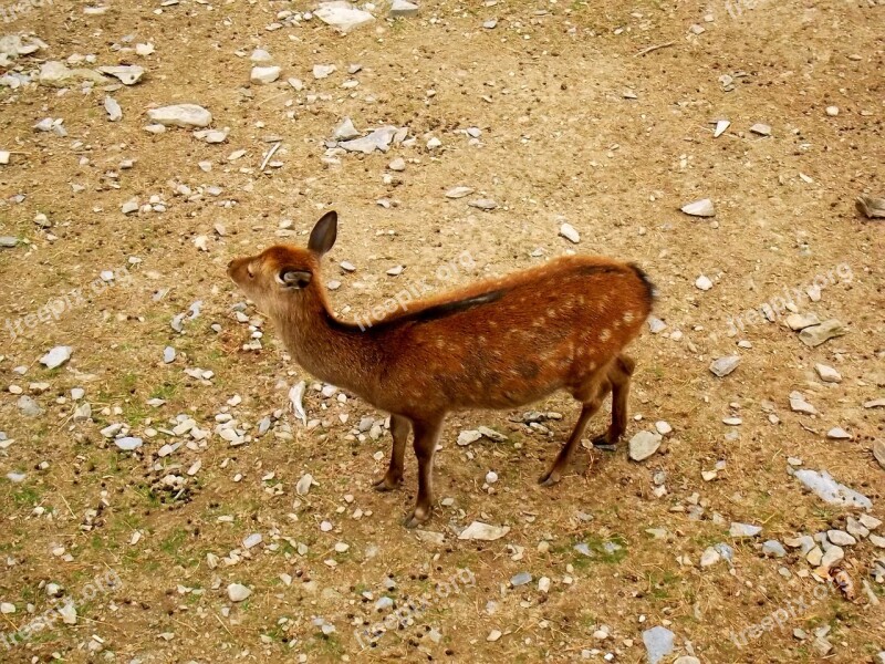 Deer Animal Animals Mammal Zoo