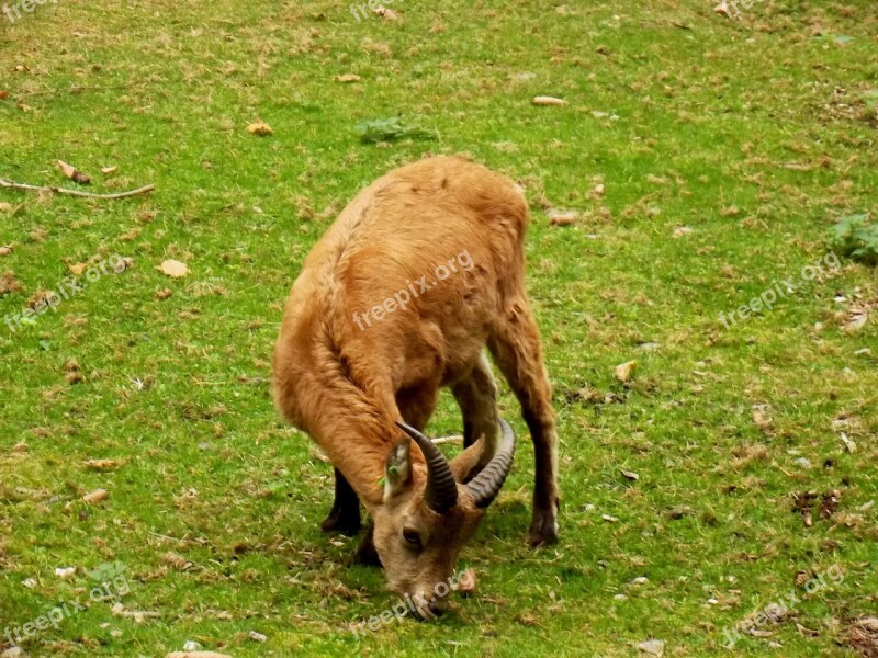 Chamois Animal Deer Animals Mammal