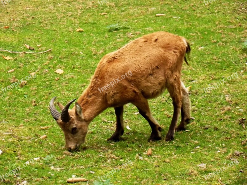 Chamois Animal Deer Animals Mammal