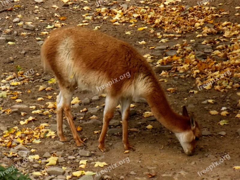 Animal Zoo Deer Brown Mammal