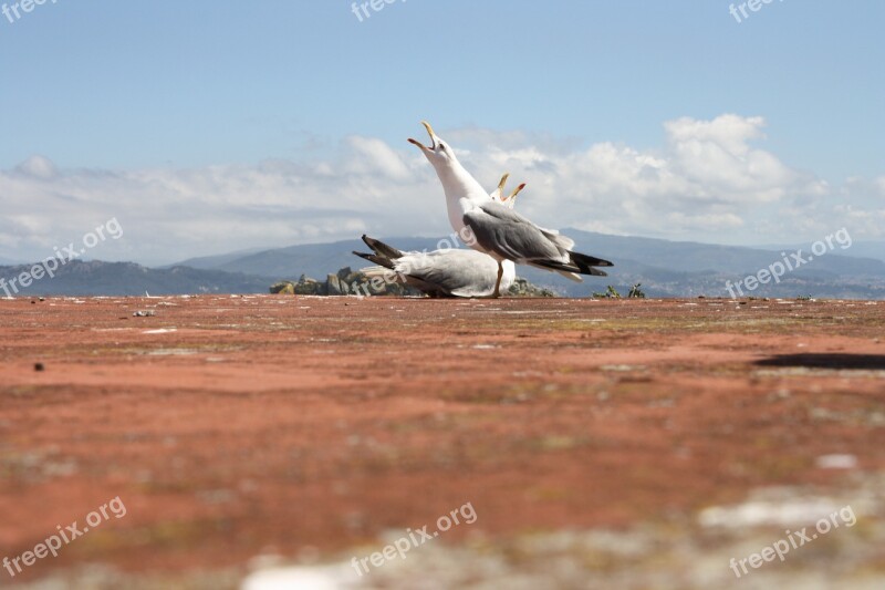 Seagulls Sky Mount Cry Scream