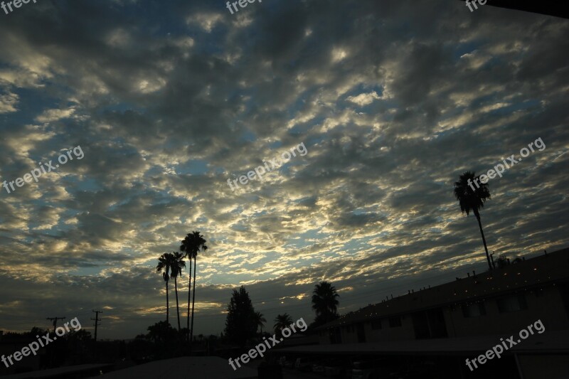 Sky Palm Tree Cloud Free Photos