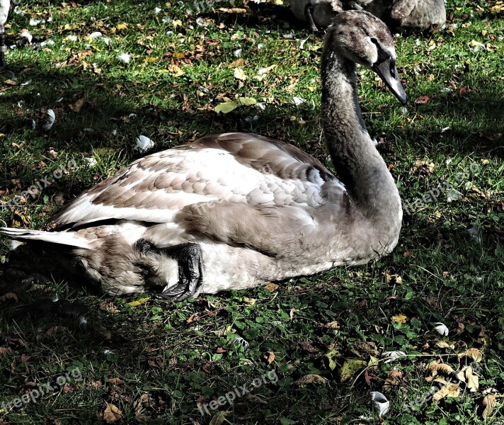 Signet Resting Lake Side Nature Wild Bird