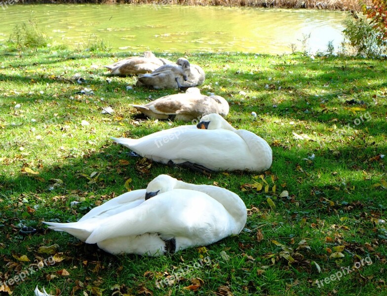 Sleeping Swans Young Signets River Bank Wild Birds Canada