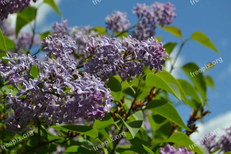 Lilacs Lilac Garden Nature Sweden Spring