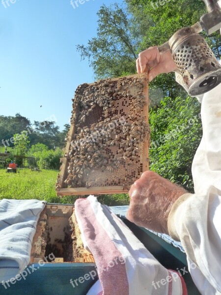 Beekeeper Bees Honeycomb Apiary Free Photos