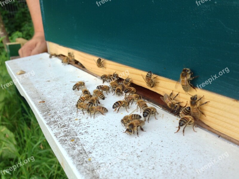 Bees Hive Fly Shelf Apiary Free Photos