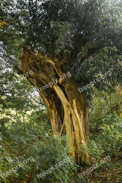 Tree Forest Nature Autumn Landscape