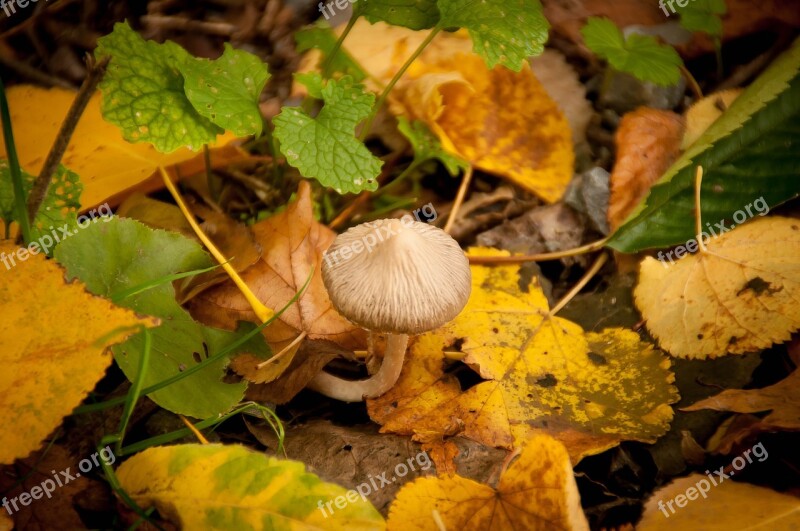 Mushroom Grow Nature Autumn Hidden