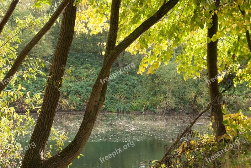 Tree Discover Forest Lake Nature