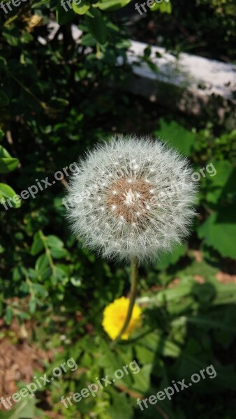 Flowers Dandelion Nature Spring Mr Hall