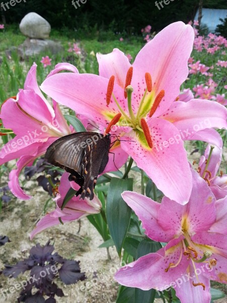 Flowers Butterfly Nature Swallowtail Travel