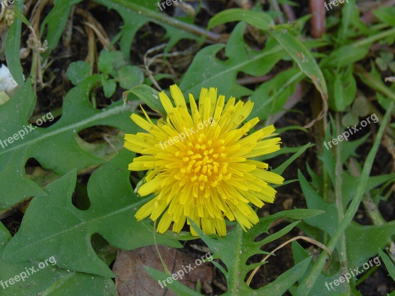 Yellow Flower Grass Leaves Petals Faye