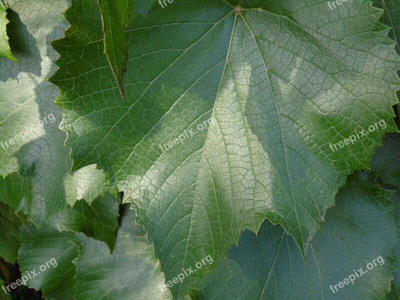 Vine Leaf Leaf Green Garden Free Photos