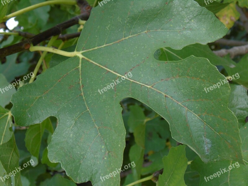 Fig Leaf Green Garden Free Photos