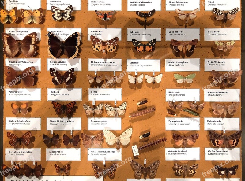 Butterflies Collection Wallchart Natural History Free Photos