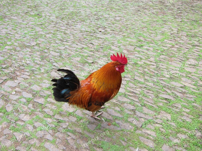 Rooster Bird Farm Poultry Domestic