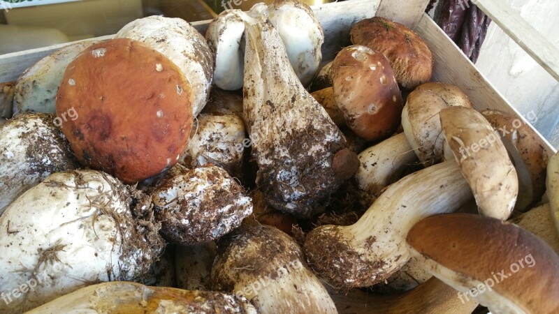 Fungus Mushrooms King Bolete Porcini Mushrooms Forest