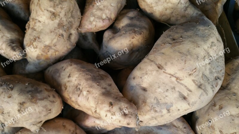 Beet Nature Vegetable Market Fields