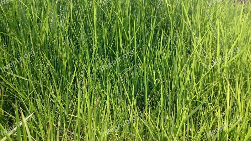 Grass Green Nature Blades Meadow