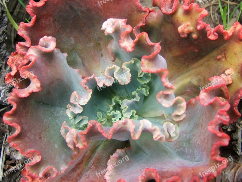 Echeveria Succulent Plant Free Photos