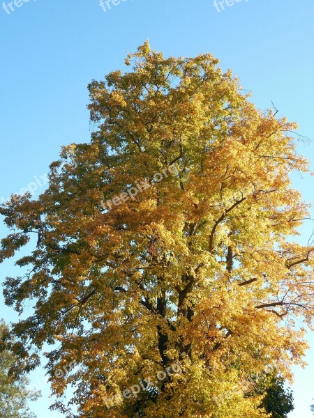 Autumn Leaves Emerge Fall Color Fall Foliage