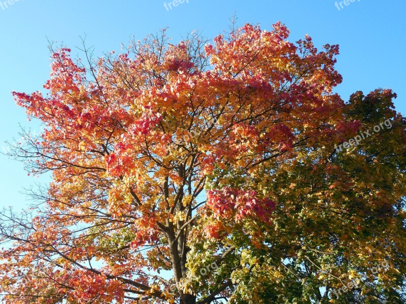 Autumn Leaves Emerge Fall Color Fall Foliage