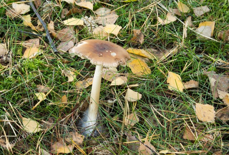 Mushroom Forest Nature Mushroom Picking Autumn