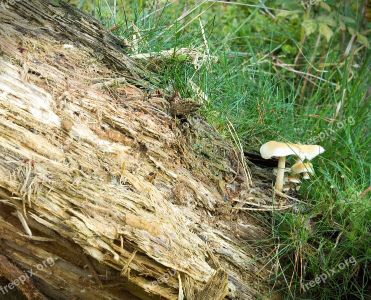 Mushrooms Forest Nature Mushroom Picking Tree Fungus