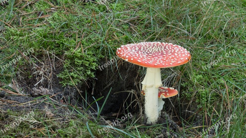 Fly Agaric Mushroom Autumn Nature Forest