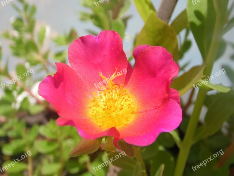 Flower Macro Linda Plant Close Up Plant