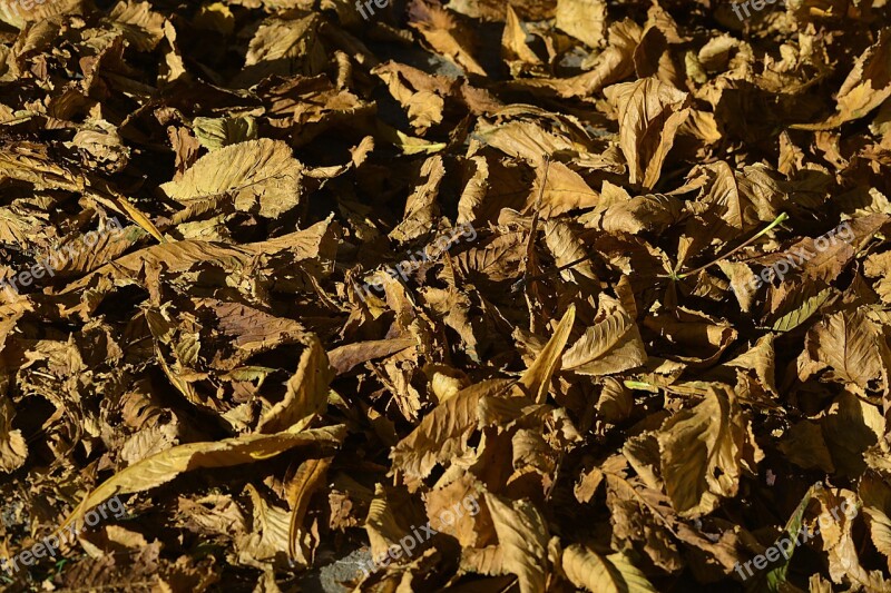 Leaves Fall Autumn Leaves Nature Yellow